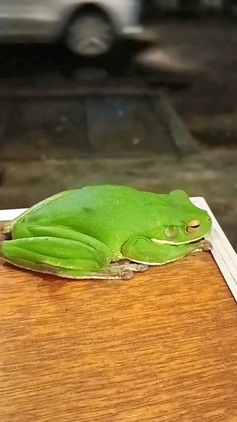 Frog on the table Stock Footage 238917203