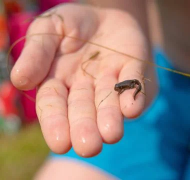 A frog tadpole with developed limbs held in a hand. A frog tadpole with de... Stock Photos
