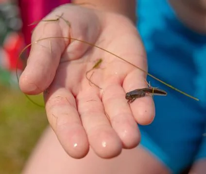 A frog tadpole with developed limbs held in a hand. A frog tadpole with de... Stock Photos