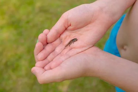 A frog tadpole with developed limbs held in a hand. A frog tadpole with de... Stock Photos