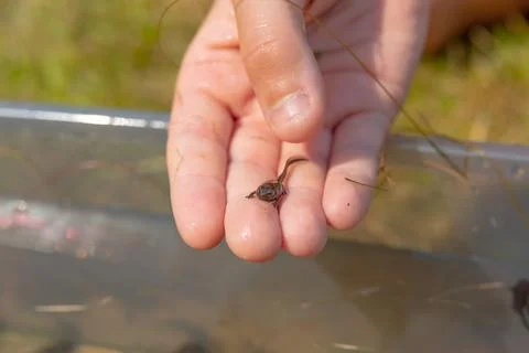 A frog tadpole with developed limbs held in a hand. Stock Photos