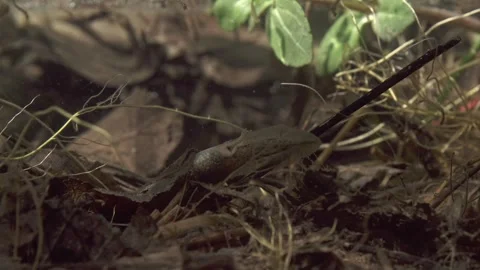 Frog tadpole with developing hind legs on pond bottom underwater Stock Footage 327785418