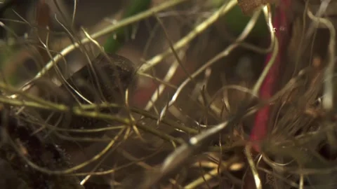 Frog tadpole with developing hind legs on pond bottom underwater Stock Footage 327785419