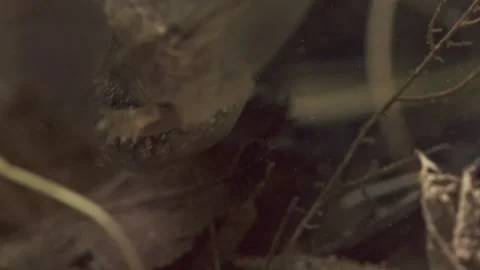 Frog tadpole with developing hind legs on pond bottom underwater Stock Footage 327785456