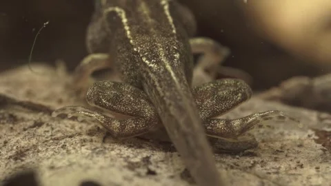 Frog tadpole with front and hind legs during metamorphosis underwater Stock Footage 327785442