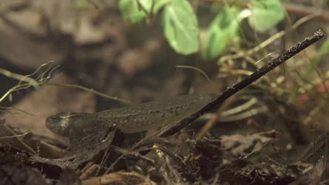 Frog tadpole with front and hind legs during metamorphosis underwater Stock Footage 327785471