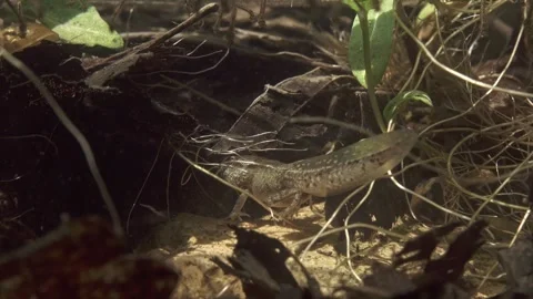 Frog tadpole with front and hind legs during metamorphosis underwater Stock Footage 327785481