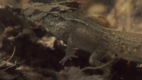 Frog tadpole with front and hind legs during metamorphosis underwater Stock Footage 327785495