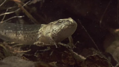 Frog tadpole with front and hind legs during metamorphosis underwater Stock Footage 327785512