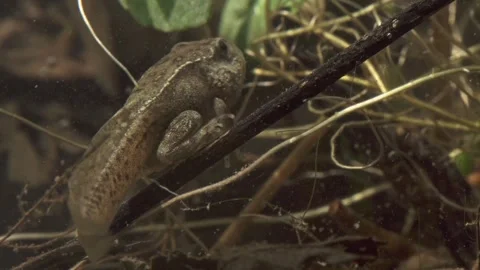 Frog tadpole with front and hind legs during metamorphosis underwater Stock Footage 327785513