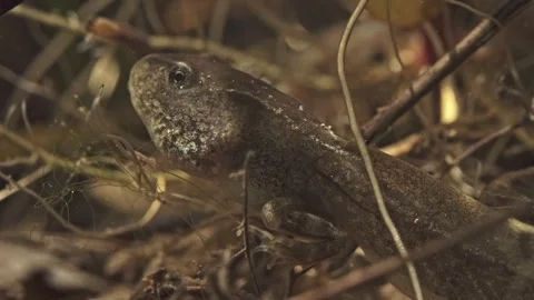 Frog tadpole with front and hind legs during metamorphosis underwater Stock Footage 327785570