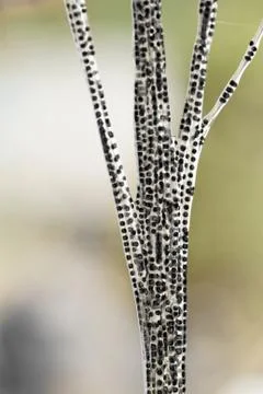 Frog tadpole Stock Photos
