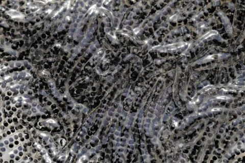 Frog tadpole Foto stock