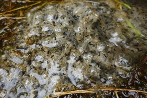Frog tadpoles developing in jelly spawn in pond Foto stock