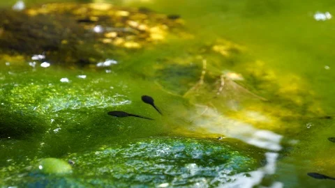 Frog Tadpoles Feeding On Algae in Shallow Water Stock Footage 112300840