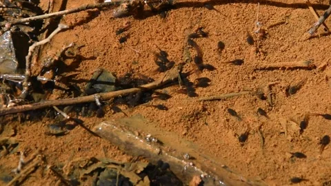 Frog tadpoles Stock Footage 150729814