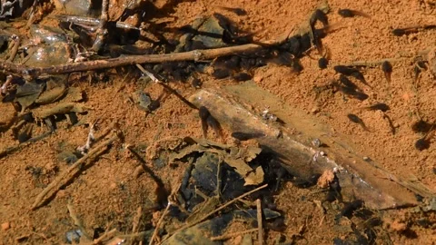 Frog tadpoles Stock Footage 151296082