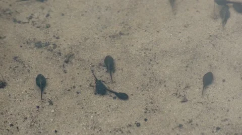 Frog tadpoles lining up Stock Footage 63932988