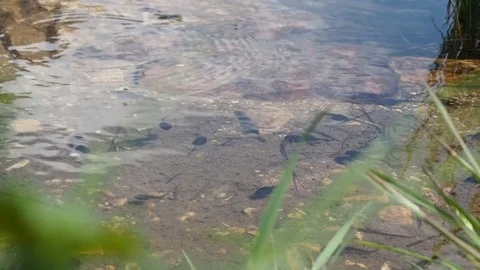 Frog tadpoles swim quickly in pure water of an high mountain pond Stock Footage