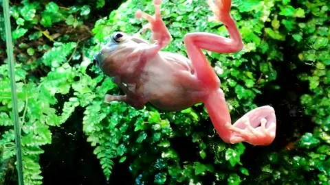 Frog terrarium webbing suction cups fingers Stock Footage 300852343