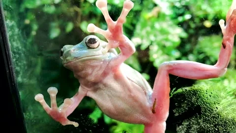 Frog terrarium webbing suction cups fingers 스톡 동영상 300852357