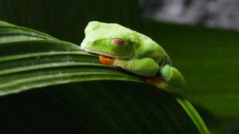 Frog in th leaf Stock Photos