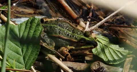 Frog In The Thicket 4k Video stock 49930238