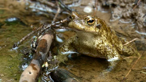 A frog (toad) crosses the stream. Stockbeeldmateriaal 129760837