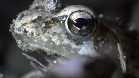 Frog Toad Eye in a close up shot Stock Footage 234797191