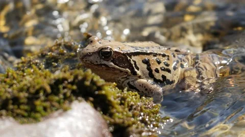 Frog Toad Green Lake Pond Wildlife Switzerland Handheld Stock Footage 171337732