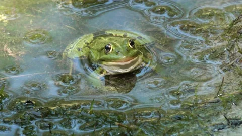 Frog Toad Green Lake Pond Wildlife Switzerland Handheld Stock Footage 171338375