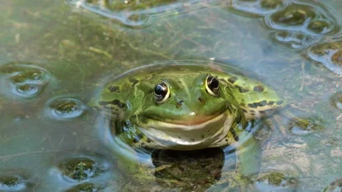 Frog Toad Green Lake Pond Wildlife Switzerland Handheld Stock Footage 171338417