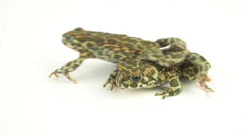 Frog toad green on white background Stock Footage 107892988