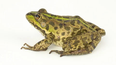 Frog toad green on white background Stock Footage 108277088