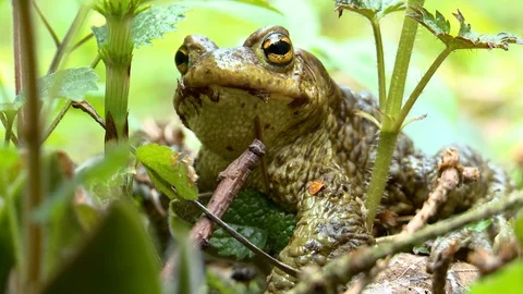A frog (toad) hides in the grass. Stockbeeldmateriaal 129760832