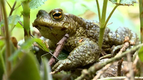 A frog (toad) hides in the grass. Stockbeeldmateriaal 129760844