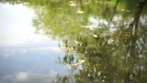 Frog toad jumps into the water in a swamp, slow motion Stock Footage 131673151