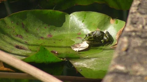 Frog / Toad in pond Stock Footage 413021