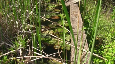 Frog / Toad in pond Stock Footage 413043