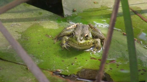 Frog / Toad in pond 스톡 동영상 413122