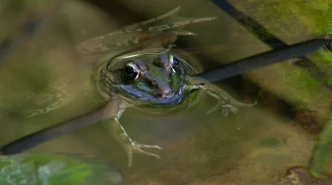 Frog / Toad in pond Stock Footage 413157