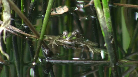 Frog / Toad in pond Vídeos de archivo 413302