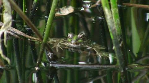Frog / Toad in pond 库存影片 413314