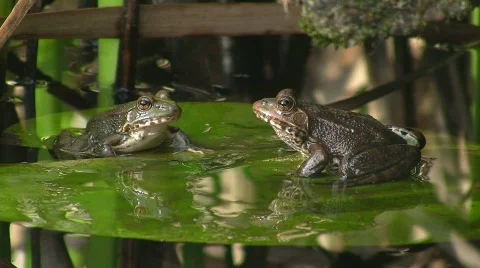 Frog / Toad in pond 库存影片 413542