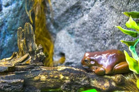 Frog toad reptile sitting on the branch Stock Photos