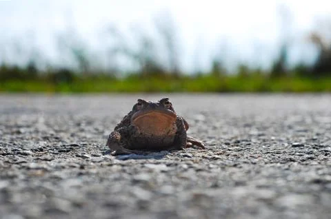 Frog Toad on the road Stock Photos