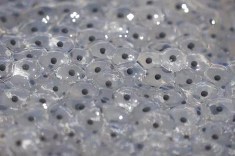 Frog Toad Spawn Texture Macro Bright Mountain Light Stock Photos