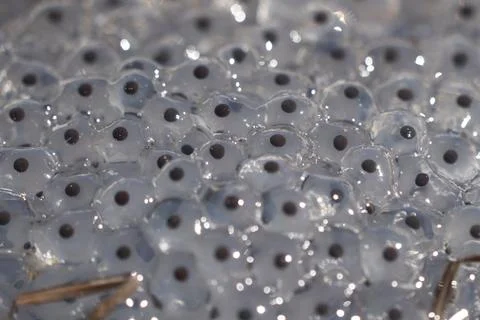Frog Toad Spawn Texture Macro Bright Mountain Light Stock Photos
