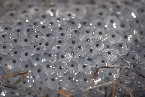 Frog Toad Spawn Texture Macro Bright Mountain Light Stock Photos