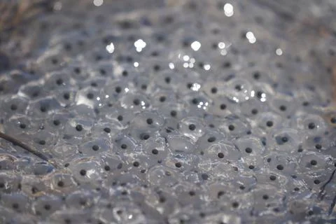 Frog Toad Spawn Texture Macro Bright Mountain Light Stock Photos